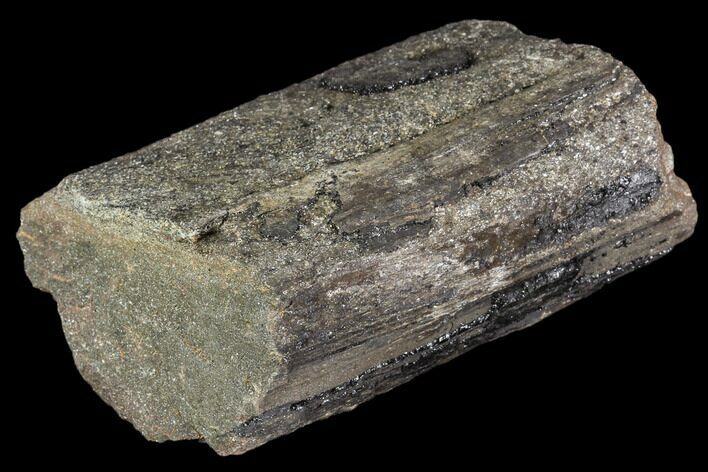 Pennsylvanian Fossil Calamites (Horsetail) - Alabama #112777